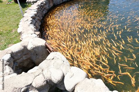 Image result for Trout Farming Methods