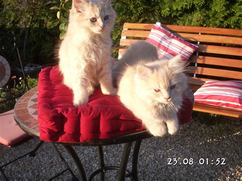 BKH BLH Kitten in Bundenbach | Tiere | Kleinanzeigen