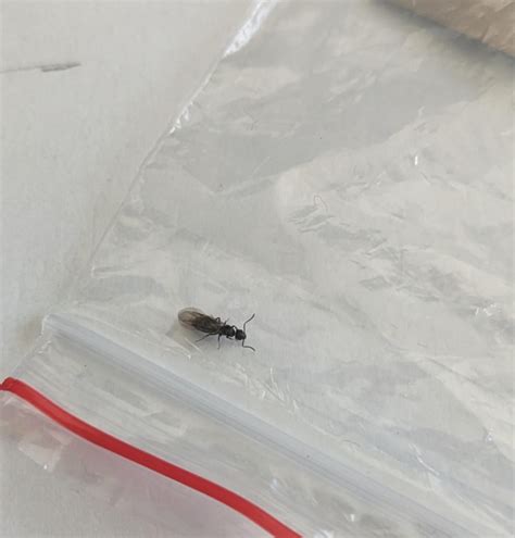 Is this a carpenter ant? Winged, black, and larger than most house ants ...