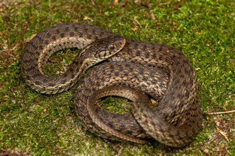 Snakes Native To South Carolina The Venomous Snakes Of South Carolina