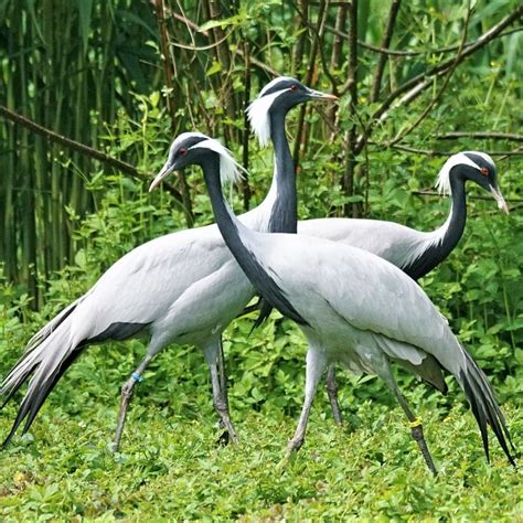 Image result for Altaic Languages Tree