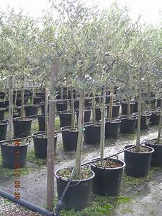 ulivo in vaso prezzo pianta olivo certificato di 5 anni ulivo in vaso prezzo pianta olivo certificato di 5 anni