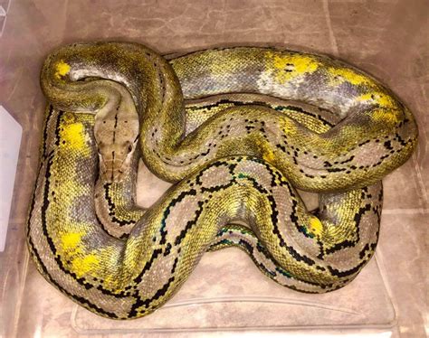 Image result for Reticulated Python Paradox