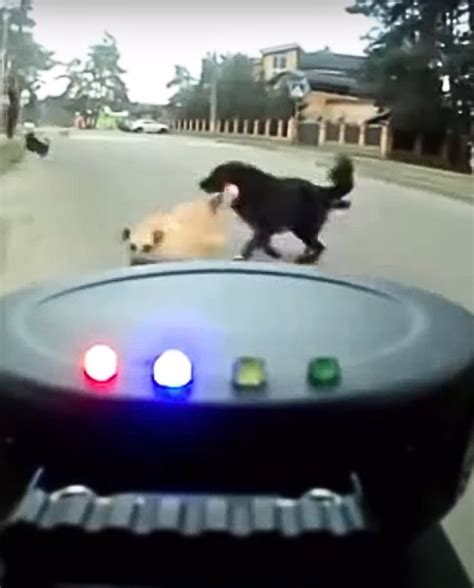 Man Develops Ultrasonic Dog Repellent for Safer Bike Rides