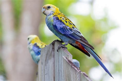Australian Parrots Types 8 Garden Friendly Australian Birds