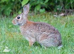 Image result for Easter Bunny Rabbit Face