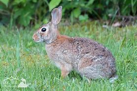 Image result for Forest Rabbit