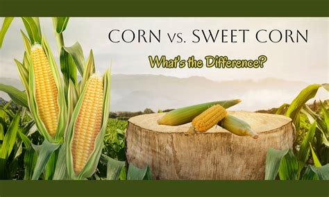 Difference Between Sweet Corn And Feed Corn | Detroit Chinatown