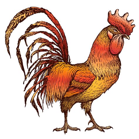Premium Vector | Hand drawing of red cartoon cock