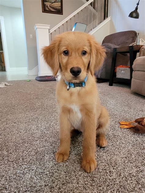 Mini Golden Retriever Welpen 1,080 Small Golden Retrievers Stock