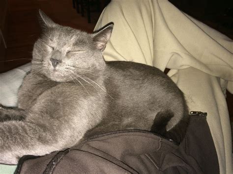 our cat looks like she has huge arm muscles : cats