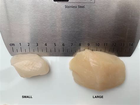 What Is The Largest Size Scallop at Steven Obrien blog