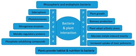 Role of Microorganisms in the Remediation of Wastewater in Floating ...