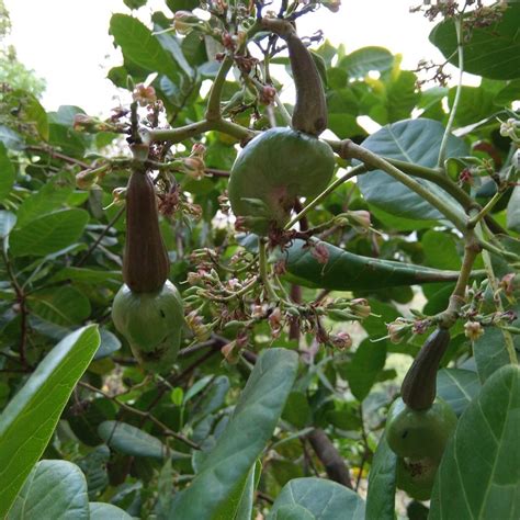 TULSI VILLAGE RETREAT - Bewertungen, Fotos & Preisvergleich (Devikulam, Indien) - Tripadvisor