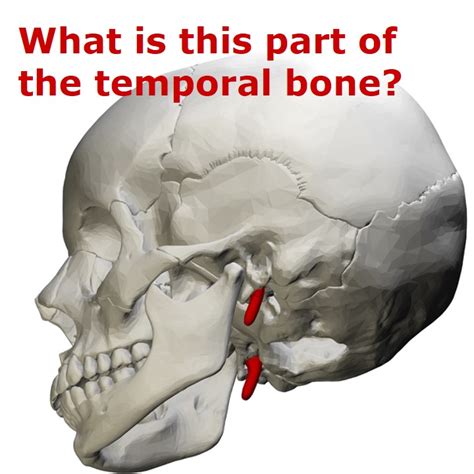 Image result for Temporal Styloid Process Anatomy