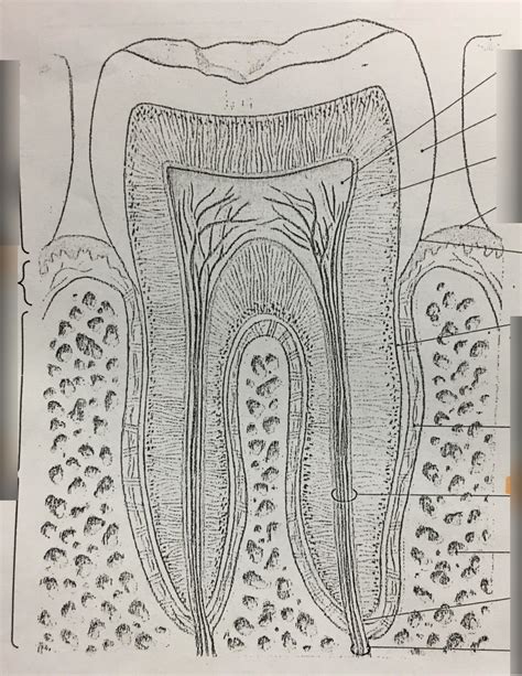 Image result for Tooth Diagram