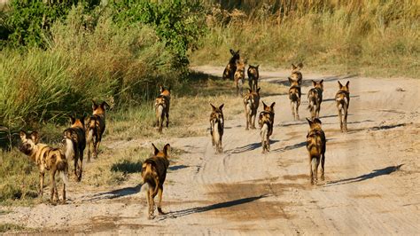A pack of African wild dogs hunting | &Beyond WILDwatch