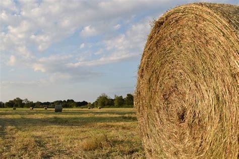 Field 的图像结果