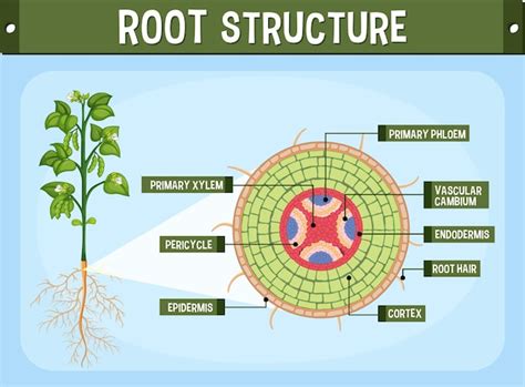 Image result for Root Python Diagram