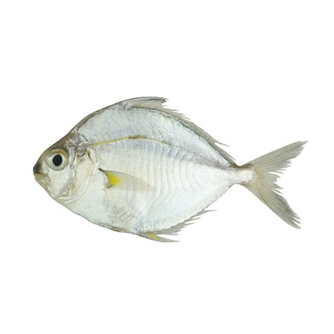 Pony(mullan) | Freshcuts FC LTD