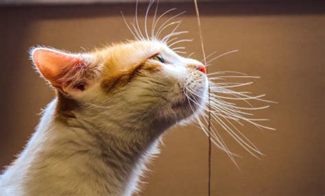 Fun facts About Cats Body Language