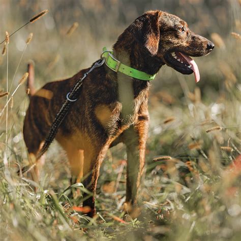 What Kind Of Dog Is A Plott Hound