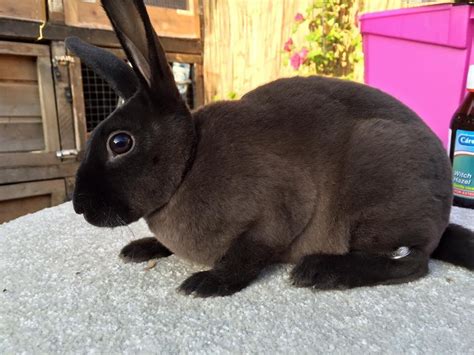 Image result for Mini Rex Varieties