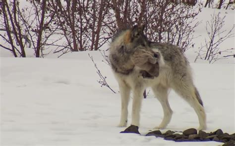 图解西伯利亚雪橇犬与狼的联系和区别