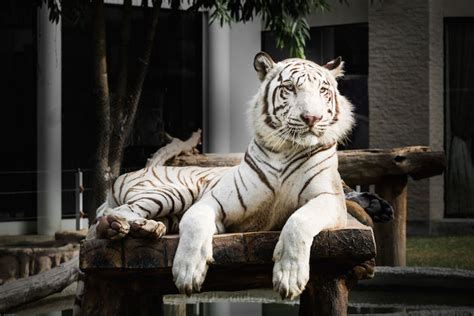 Animal Totem Tigre