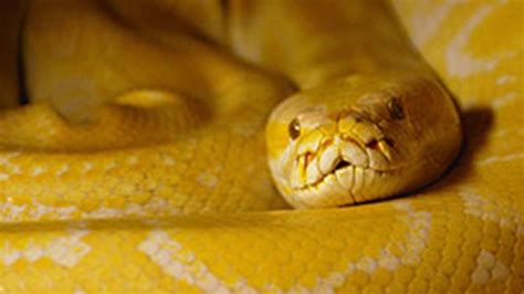 Ivory Burmese Python 的图像结果