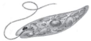 Select the incorrect statement about the organism given in this diagram.