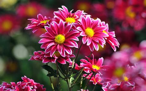 Fonds d'écran De beaux fleurs de chrysanthèmes roses 1920x1200 HD image