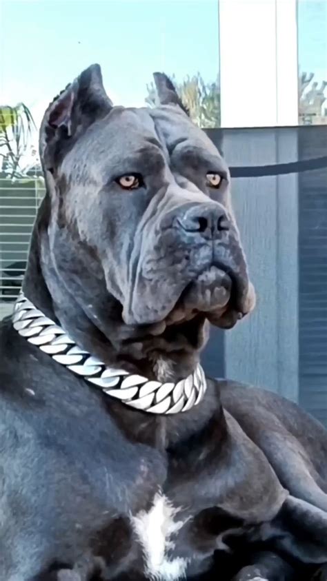 Pin by GLENN on dogs | Big dogs, Cute dogs, Scary dogs