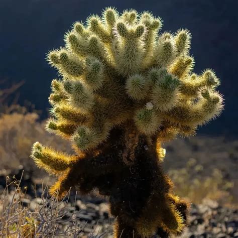 Teddy Bear Cholla: The Deceptively Soft Cactus