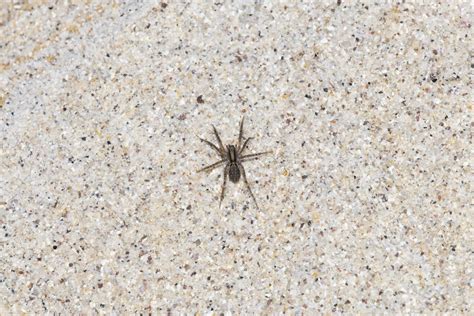 Common Poisonous House Spiders