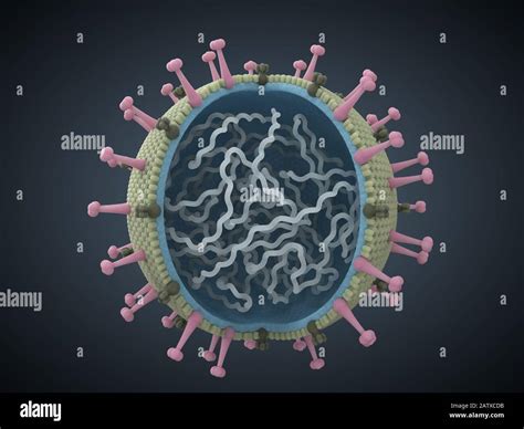 Virus Structure and Function 的图像结果