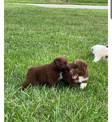 KARNS ANIMAL CLINIC - Knoxville TN - Hours, Directions, Reviews ...