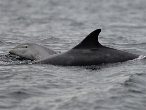 Dolphin 的图像结果