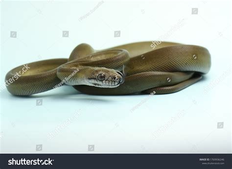 Image result for Papuan Python