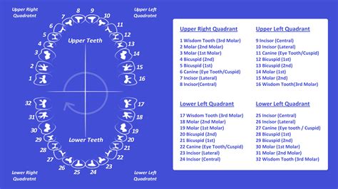Teeth Number Chart Printable | FREE Printable