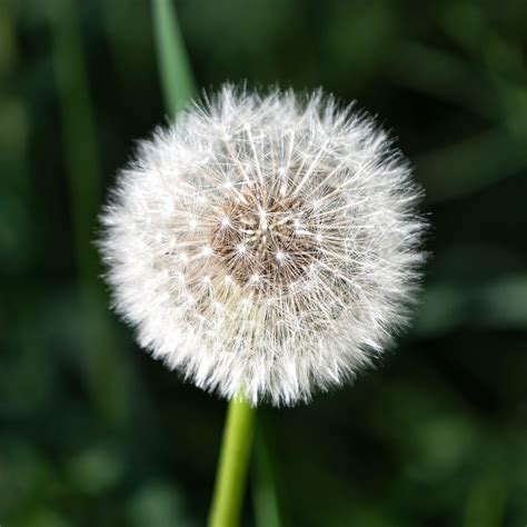 Diente De León Planta Semillas - Foto gratis en Pixabay - Pixabay