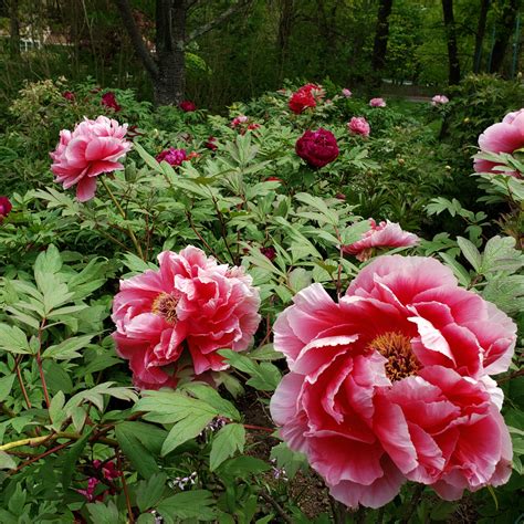 Tree Peonies and Other Beauties - Fine Gardening