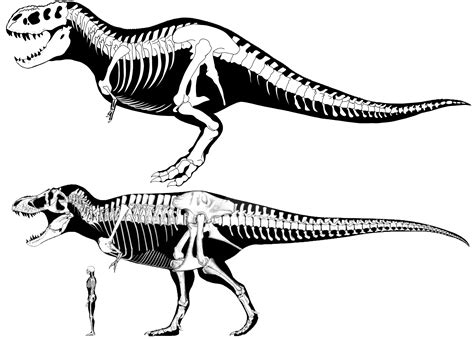 Real Size Of T Rex at Rosemarie Jefferson blog