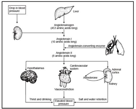 Counter Current Mechanism - Notes | Study Biology Class 11 - NEET