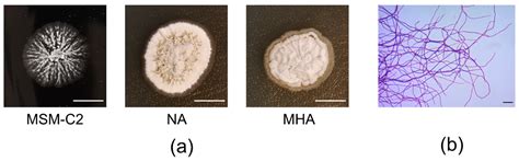 Genome Mining Revealed a High Biosynthetic Potential for Antifungal ...