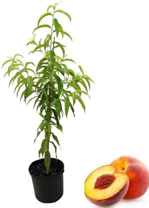 ZIXAM Aloo Bukhara/Plum Plant Price in India - Buy ZIXAM Aloo Bukhara ...