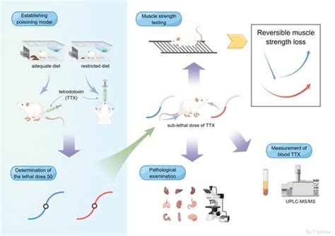 Acute Toxic Effects of Tetrodotoxin in Mice via Intramuscular Injection ...