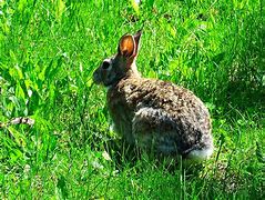 Image result for Cottontail Rabbit Figurines