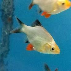 nextt tetra ii platinum customer reviews prices specs platinum green tiger barb puntius tetrazona nextt tetra ii platinum customer reviews prices specs platinum green tiger barb puntius tetrazona