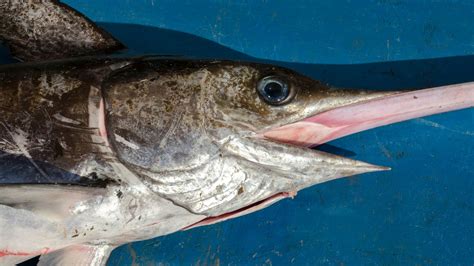 What Does Sword Fish Taste Like? [Explained!]